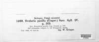 Image of Ramularia pusilla